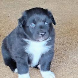 Charlie - Black & white male Australian Shepherd puppy in Wewoka, Oklahoma from OutBack Aussie OutLaws