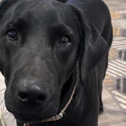 Labrador Retrievers from Dirt Bottom Labs