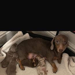 Julieta - Dachshund