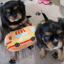 Cavalier King Charles Spaniel puppies from Gulf Coast Cavaliers