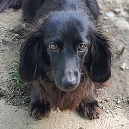 Poppy - Dachshund