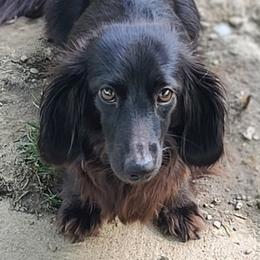 Poppy - Dachshund