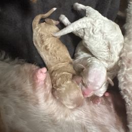 Pink collar - Red  female Goldendoodle puppy in Rialto, California from Bridge City Doodles