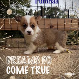 Pumbaa - White and red male Pembroke Welsh Corgi puppy in Athens, Alabama from Southern Sass Corgis