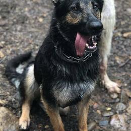 German Shepherds from Vickery Shepherds
