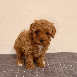 Alice - Red  female Poodle puppy in Bells, Texas from Partridge Doodles and Poodles