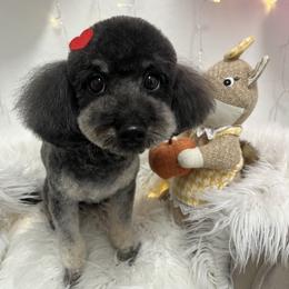 Cookie - Poodle