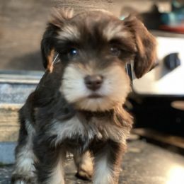Miniature Schnauzer Puppies from Southern Magnolia Schnauzers