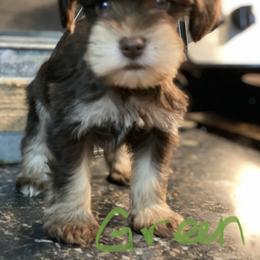 Miniature Schnauzer Puppies from Southern Magnolia Schnauzers
