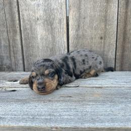 Black and Tan Dapple Bou - Dapple male Dachshund puppy in South Willard, Utah from Doxies in the Sun