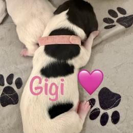 Girl 1 - female German Shorthaired Pointer puppy in Conroe, Texas from The Tipsy Rabbit