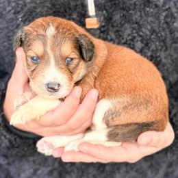 Jasper - Red tri-color male Aussiedoodle puppy in Eastman, Georgia from Dood B Ranch
