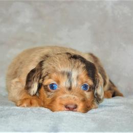 Aussiedoodle Puppies from Steindoodles