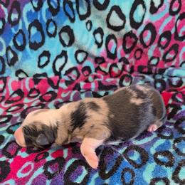 Victoria - Blue merle female Toy Australian Shepherd puppy in Leonard, Texas from Tin Roof Aussies