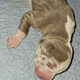 Hannah - Silver female Great Dane puppy in Towaco, New Jersey from MommaDukes Danes