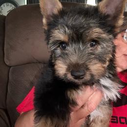 Boy 2 (1000) - Chocolate, tan and white male Yorkshire Terrier puppy in Douglas, Georgia from Southern Georgia Yorkies and biewers