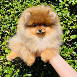 Sophie - Orange sable female Pomeranian puppy in Hot Springs, Arkansas from Pomeranian Empire