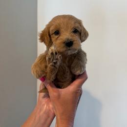 Mantis - Cream female Goldendoodle puppy in Payson, Utah from Country Sky Doodles