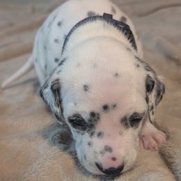 Boy 3 SPANGLE - White and black male Dalmatian puppy in Sebring, Florida from God It Covered In Spots Dalmatians
