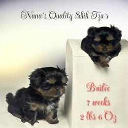 Brûlée - Black and tan female Shih Tzu puppy in Sacramento, California from NANA’S  QUALITY SHIH TZU'S