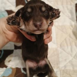 Fritz - Chocolate and cream male Dachshund puppy in Hudson, Michigan from Mittentail Kennel Miniature Dachshunds & Australian Shepherds