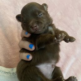 Boy 2 - Pomeranian puppy from Patty’s Poms