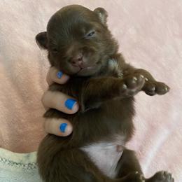 Boy 2 - Pomeranian puppy from Patty’s Poms