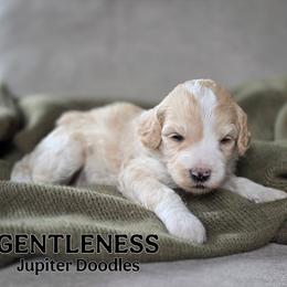 Gentleness - Yellow and white female Bernedoodle puppy in Lake Bronson, Minnesota from Jupiter Doodles