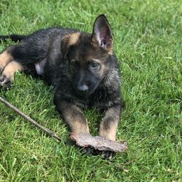 German Shepherd Puppies from Stacey’s German Shepherds