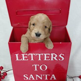 Russell - Red  male Goldendoodle puppy in Eau Claire, Wisconsin from Fisher River Doodle's