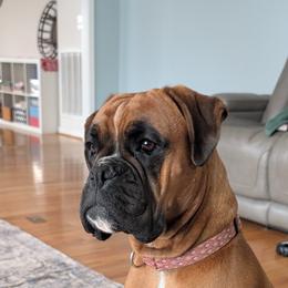 Ginger - Boxer