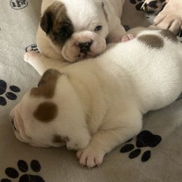 2 - Fawn brindle and white male Bulldog puppy in Hanceville, Alabama from Pitts Kennel
