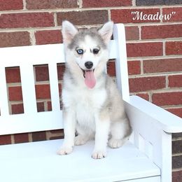 Meadow - Gray and white female Pomsky puppy in Murfreesboro, Tennessee from Middle Tennessee Pomskies