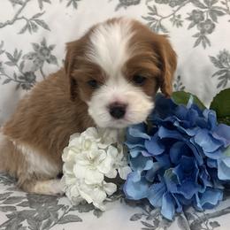 Red Boy is a very nice puppy and extremely well bred - Blenheim male Cavalier King Charles Spaniel puppy in Mt. Ulla, North Carolina from Divine Cavaliers