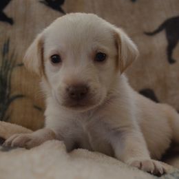 Nevada Dudley Finnegan - Yellow male Labrador Retriever puppy in Spring Creek, Nevada from Badland Kennel