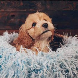 Cockapoo Puppies from Golden Paws