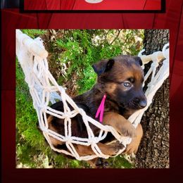 Rogue - Red sable female Belgian Malinois puppy in Chino, California from BlueStone K9