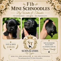 Freedom - Black male Schnoodle puppy in Temple, Texas from Schnauzers Of Taylor