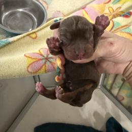 Kit Kat - Black and tan male Cavalier King Charles Spaniel puppy in Jacksonville, Florida from Lori Van Doorn's Cavalier King Charles Spaniel