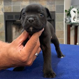 Staffordshire Bull Terrier Puppies from Miguel's Staffordshire Bull Terriers