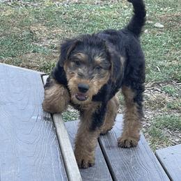 Airedale Terrier Puppies from Seaquest Airedales