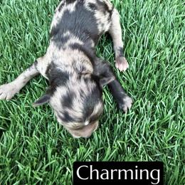 Charming - Blue merle male Aussiedoodle puppy in Bakersfield, California from Annie's Aussies