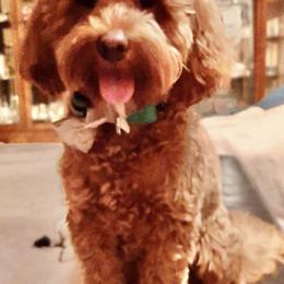 Cockapoo All Grown Up from Frosty Acres Cockapoos