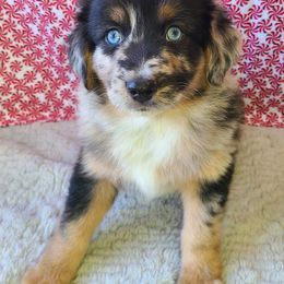 Australian Shepherd, Miniature Australian Shepherd, and Toy Australian Shepherd Puppies from Hippie Dog Haven