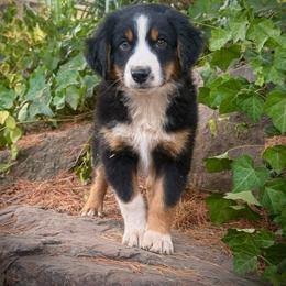 Pluto - Black tri male Miniature Australian Shepherd puppy in Lakeport, California from Akins Aussies/Wild Rose Ranch