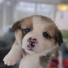 Atlas - Red and white male American Corgi puppy in Centerville, Tennessee from Katerina's American Corgis