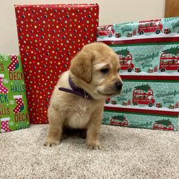 Purple - Yellow female Labrador Retriever puppy in Iowa City, Iowa from Country Road Acres