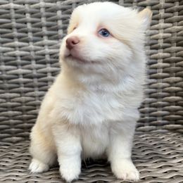 Honey - White male Pomsky puppy in Hudson, New Hampshire from Granite State Pomskies