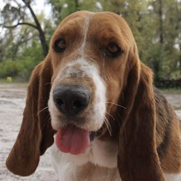 Honey - Basset Hound