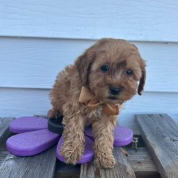 Sebastian - Apricot male Goldendoodle puppy in Mint Hill, North Carolina from DoodleForever